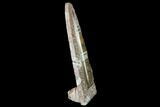 Fossil Orthoceras Sculpture - Tall - Morocco #136430-1